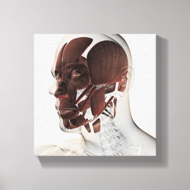 Anatomi i muskler i ansiktet, bivy canvastryck (Framsida)