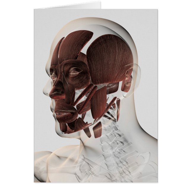 Anatomi i muskler i ansiktet, bivy hälsningskort (Framsidan)