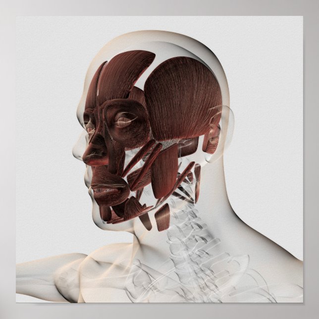 Anatomi i muskler i ansiktet, bivy poster (Framsidan)