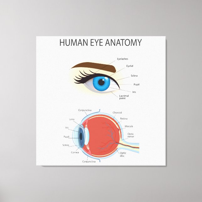 Anatomi i öga canvastryck (Framsida)