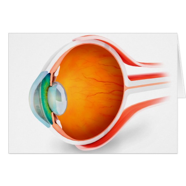 Anatomi i Öga, perspektiv Hälsningskort (Framsidan Horizontal)