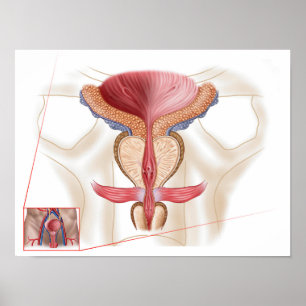 Anatomi i prostatakörteln poster