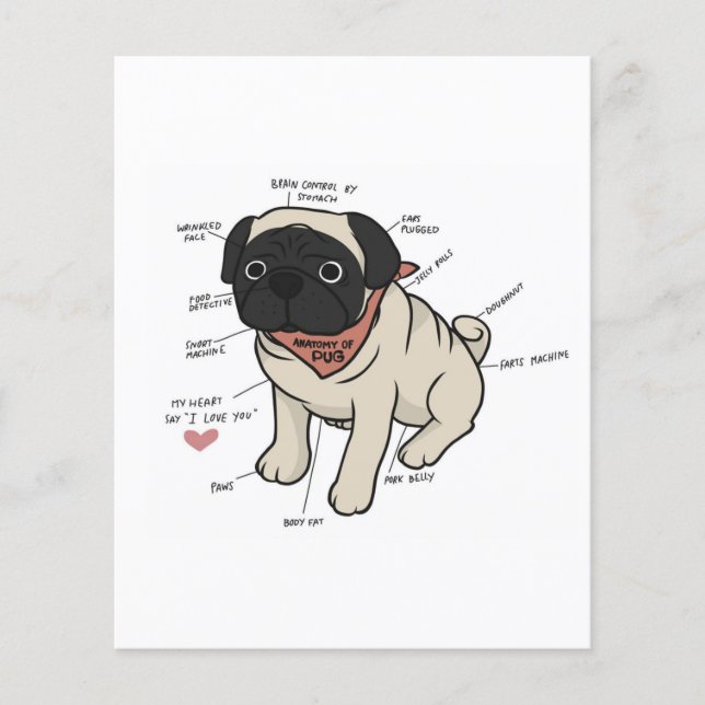 Anatomi i Pug Hund Chart Flygblad (Framsidan)