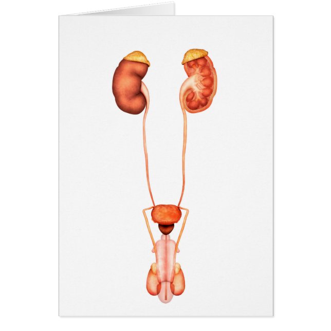 Anatomi i urinvägssystemet hos människa, framsidan hälsningskort (Framsidan)