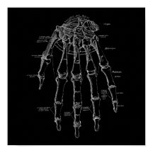 Anatomi Illustration Gamla medicinska handledsband