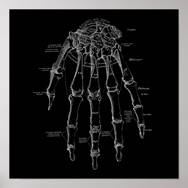 Anatomi Illustration Gamla medicinska handledsband Poster (Framsidan)