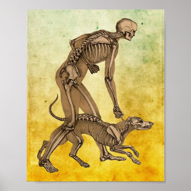 Anatomi konst av skelett, människa och hund poster (Framsidan)