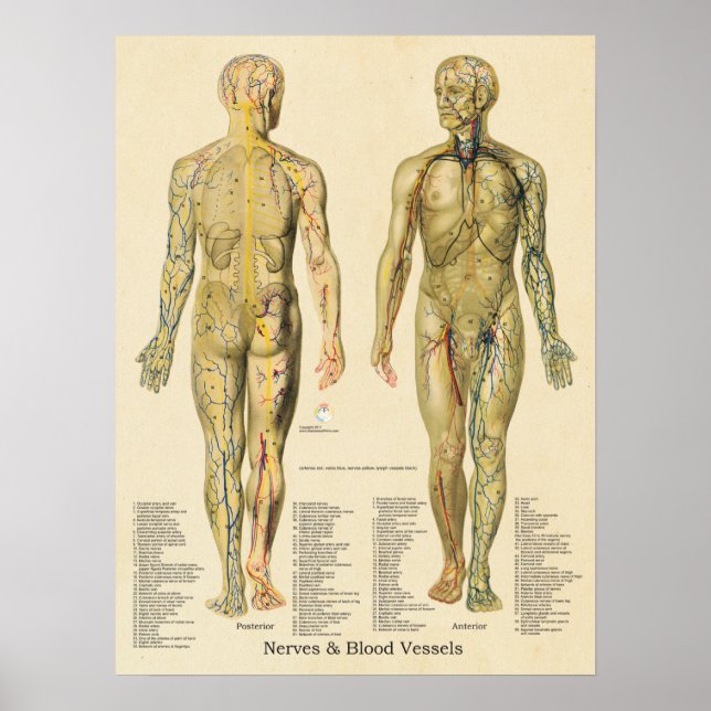 Anatomi Poster Arteries Veins Nerves Lymph Vintage (Framsidan)