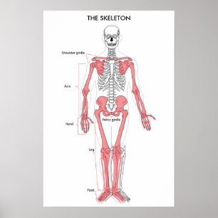 Anatomi Skeleton Anatomiskt skelettdiagram Poster