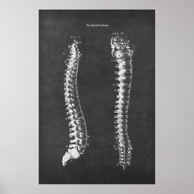 Anatomi spinal Column PhysiTherapy Art Poster (Framsidan)