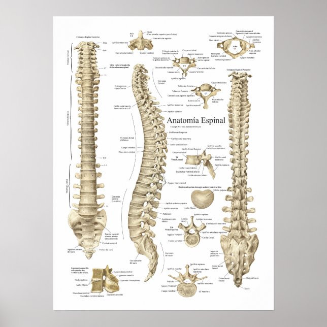 Anatomia Espinal Poster spansk ryggradsanatomi (Framsidan)