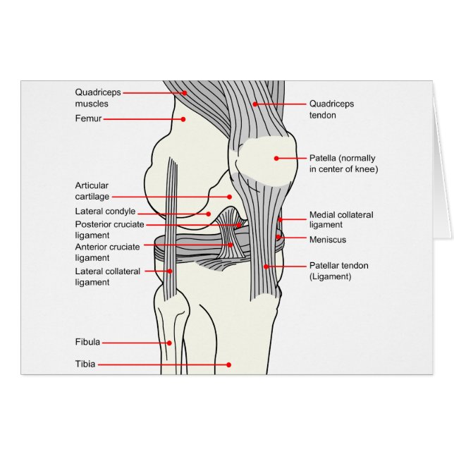 Anatomical diagram av en mänsklig rättighetknäled hälsningskort (Framsidan Horizontal)