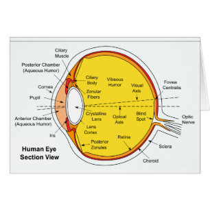 Anatomical diagram av människaögabollen hälsningskort