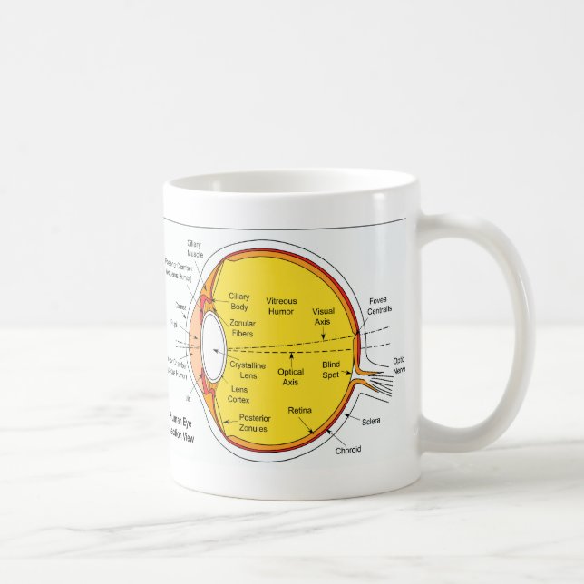 Anatomical diagram av människaögabollen kaffemugg (Höger)