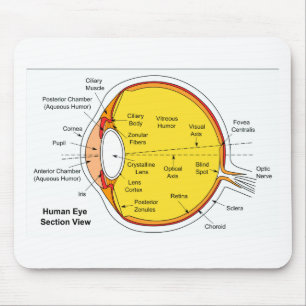 Anatomical diagram av människaögabollen musmatta