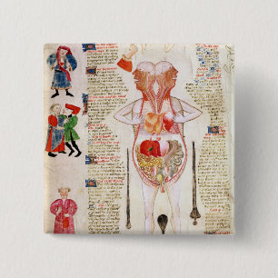 Anatomical diagram knapp