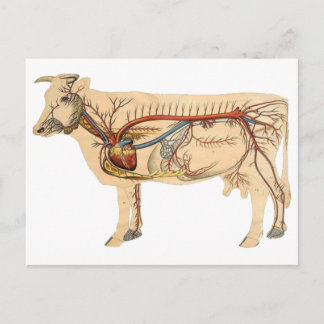 Anatomical gullig ko vykort