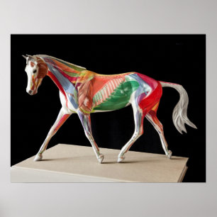Anatomical häst poster