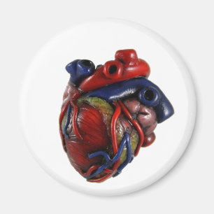 Anatomical hjärta magnet
