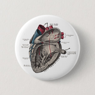 Anatomical hjärtadiagram knapp