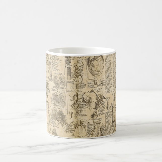 Anatomical kartlägga från Cyclopaedia 1728 Kaffemugg (Center)