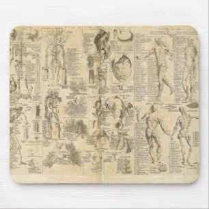 Anatomical kartlägga från Cyclopaedia 1728 Musmatta
