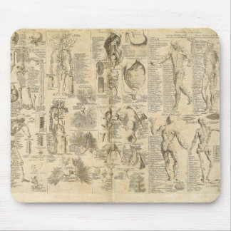 Anatomical kartlägga från Cyclopaedia 1728 Musmatta