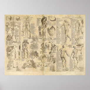 Anatomical kartlägga från Cyclopaedia 1728 Poster