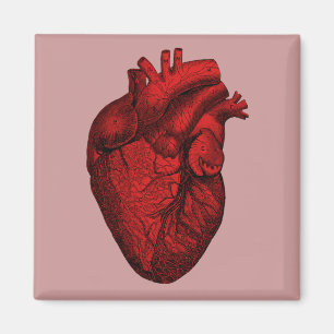 Anatomical människahjärta magnet