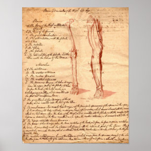 Anatomical skissa poster