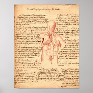 Anatomical skissa poster