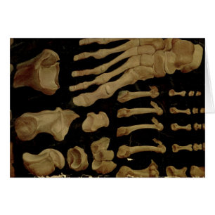 Anatomical teckning av benen av foten hälsningskort