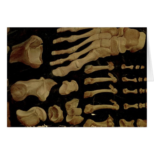 Anatomical teckning av benen av foten hälsningskort (Framsidan Horizontal)