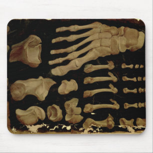 Anatomical teckning av benen av foten musmatta