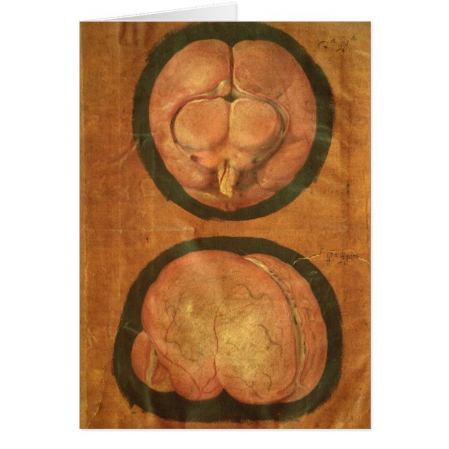 Anatomical teckning av människahjärnan hälsningskort (Framsidan)
