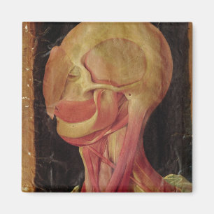 Anatomical teckning av människahuvudet magnet