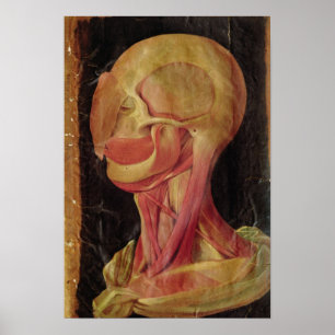 Anatomical teckning av människahuvudet poster