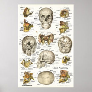 Anatomidiagram 24 x 36 för humant skal poster