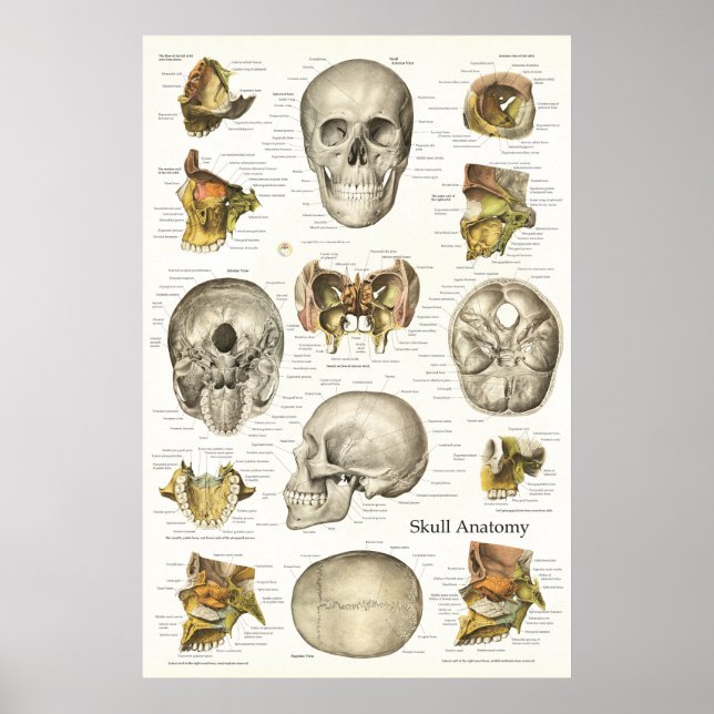 Anatomidiagram 24 x 36 för humant skal poster (Framsidan)