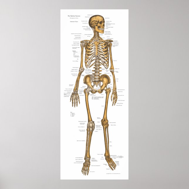 Anatomidiagram 24 x 60 poster (Framsidan)