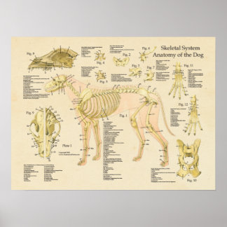 Anatomidiagram för benvävnad i hund Skelettsystem Poster