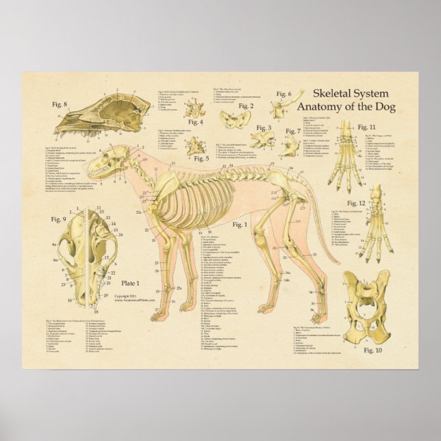 Anatomidiagram för benvävnad i hund Skelettsystem Poster (Framsidan)