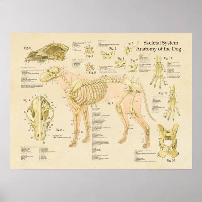 för benvävnad i hund Skelettsystem Poster | Zazzle.se
