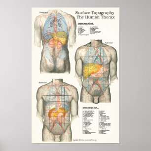 Anatomidiagram för mänsklig Yta-topografi Poster