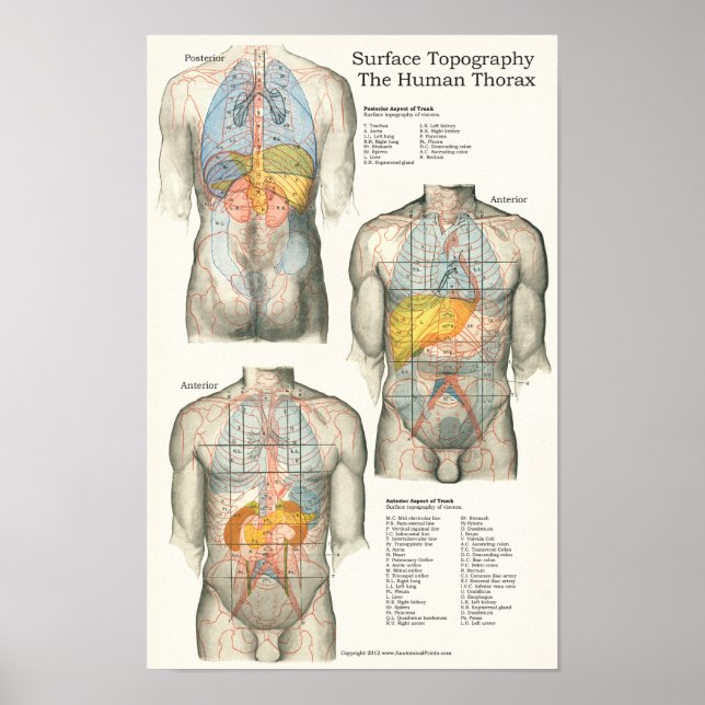 Anatomidiagram för mänsklig Yta-topografi Poster (Framsidan)