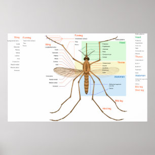 Anatomidiagram över en moskvito Culex Pipiens Poster