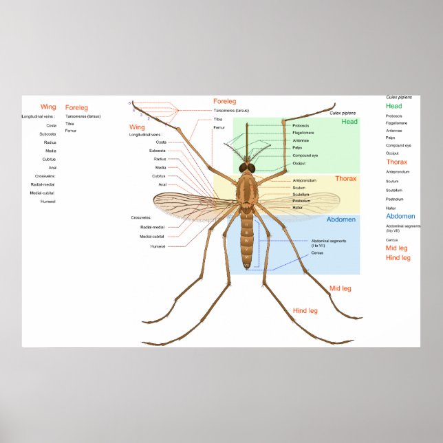 Anatomidiagram över en moskvito Culex Pipiens Poster (Framsidan)