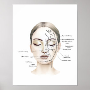 Anatomikonst av blodkärl poster