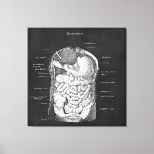 Anatomikonst Intestine Gastroenterolog Decor Canvastryck