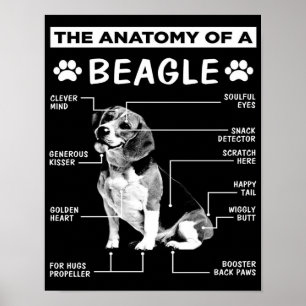 Anatomin Beagle Hund ROLIG HUND Poster